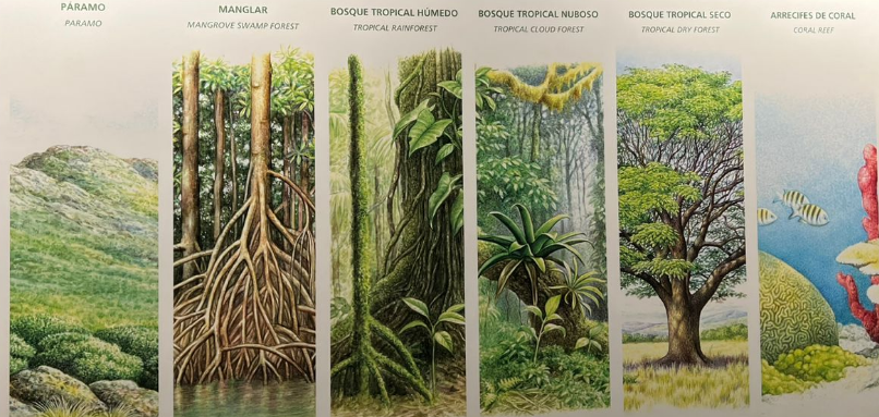 Collage de paisajes de Costa Rica: páramo, manglar, bosque tropical, arrecifes.